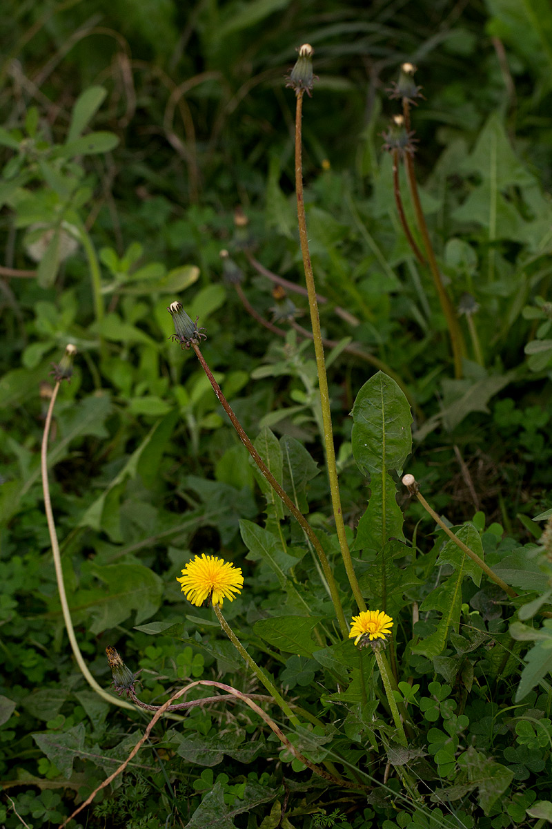Taraxacum sp. Taraxacum sp.