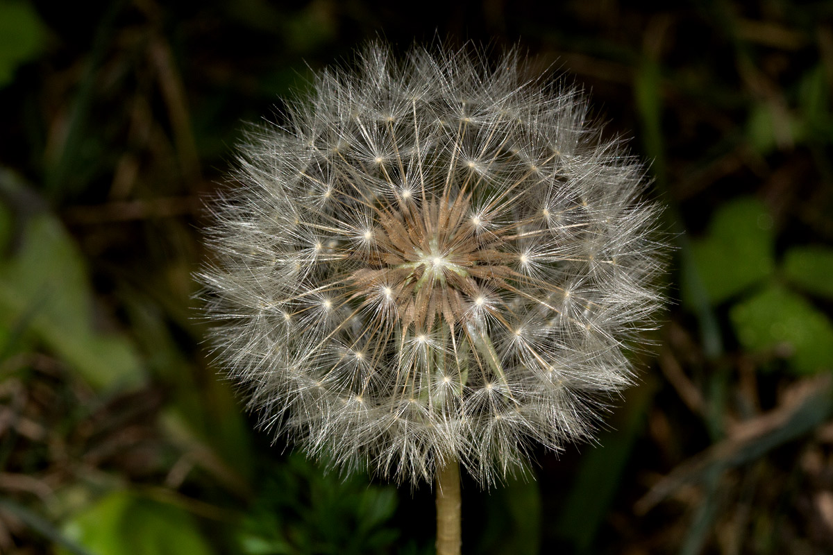 Taraxacum sp. Taraxacum sp.