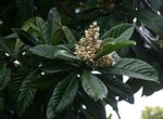 Eriobotrya japonica