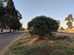 Cascabela thevetia