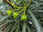 Cascabela thevetia