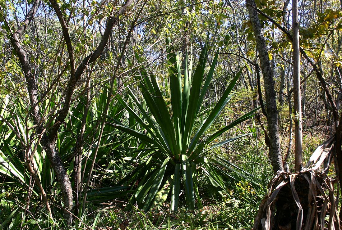 Furcraea foetida Furcraea foetida