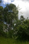 Furcraea foetida