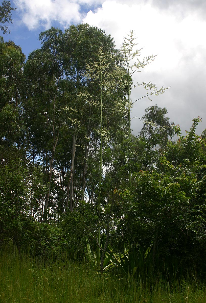 Furcraea foetida Furcraea foetida