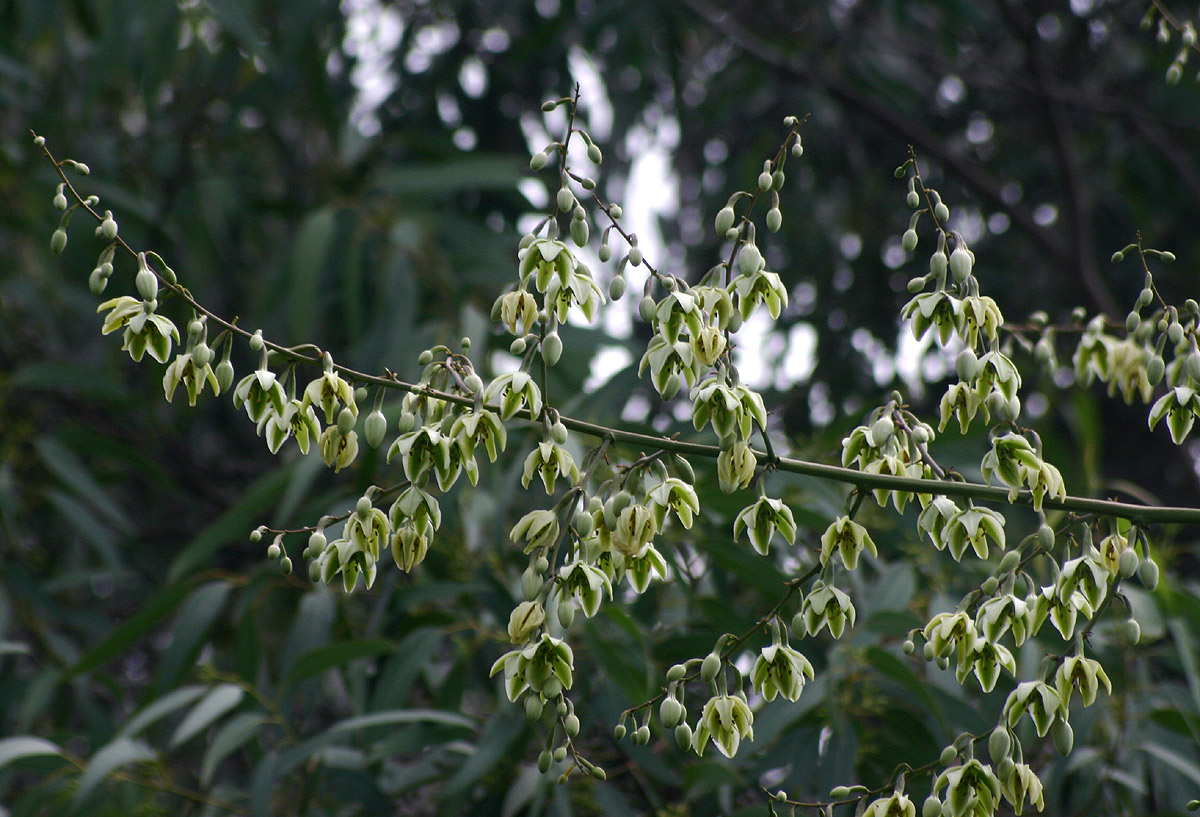 Furcraea foetida Furcraea foetida