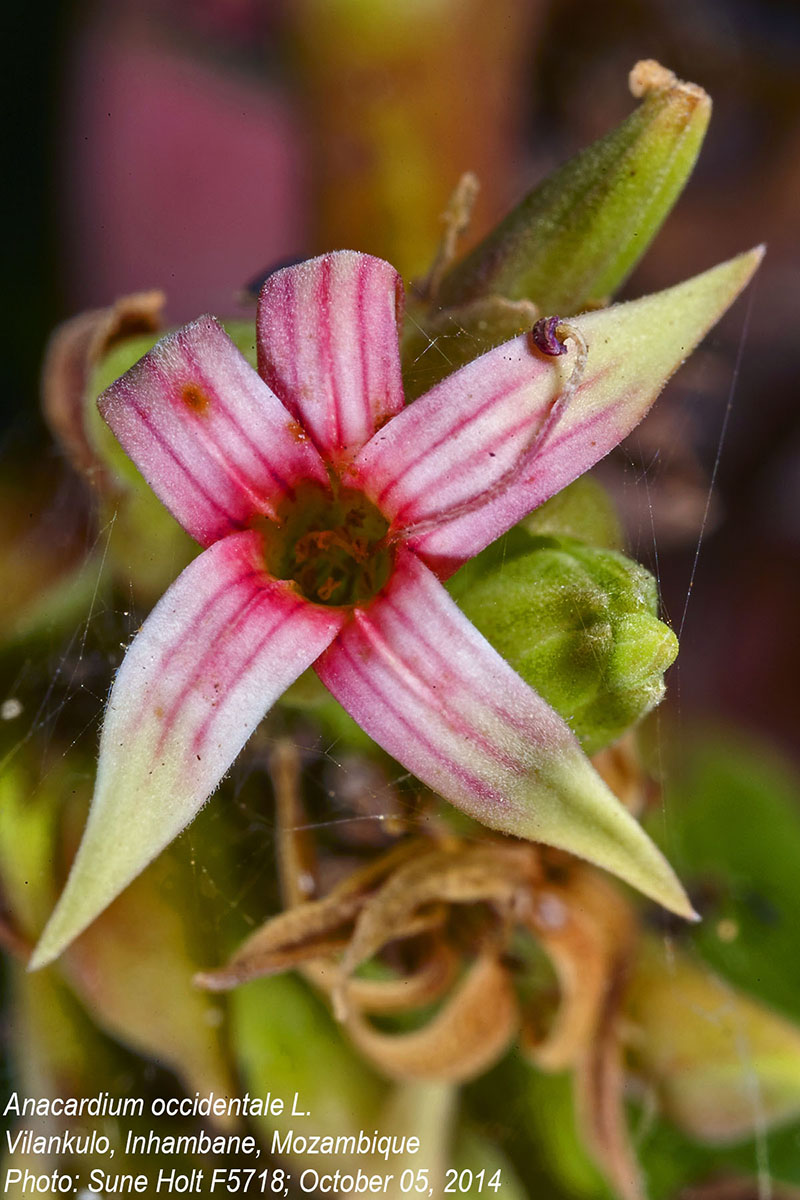 Anacardium occidentale Anacardium occidentale
