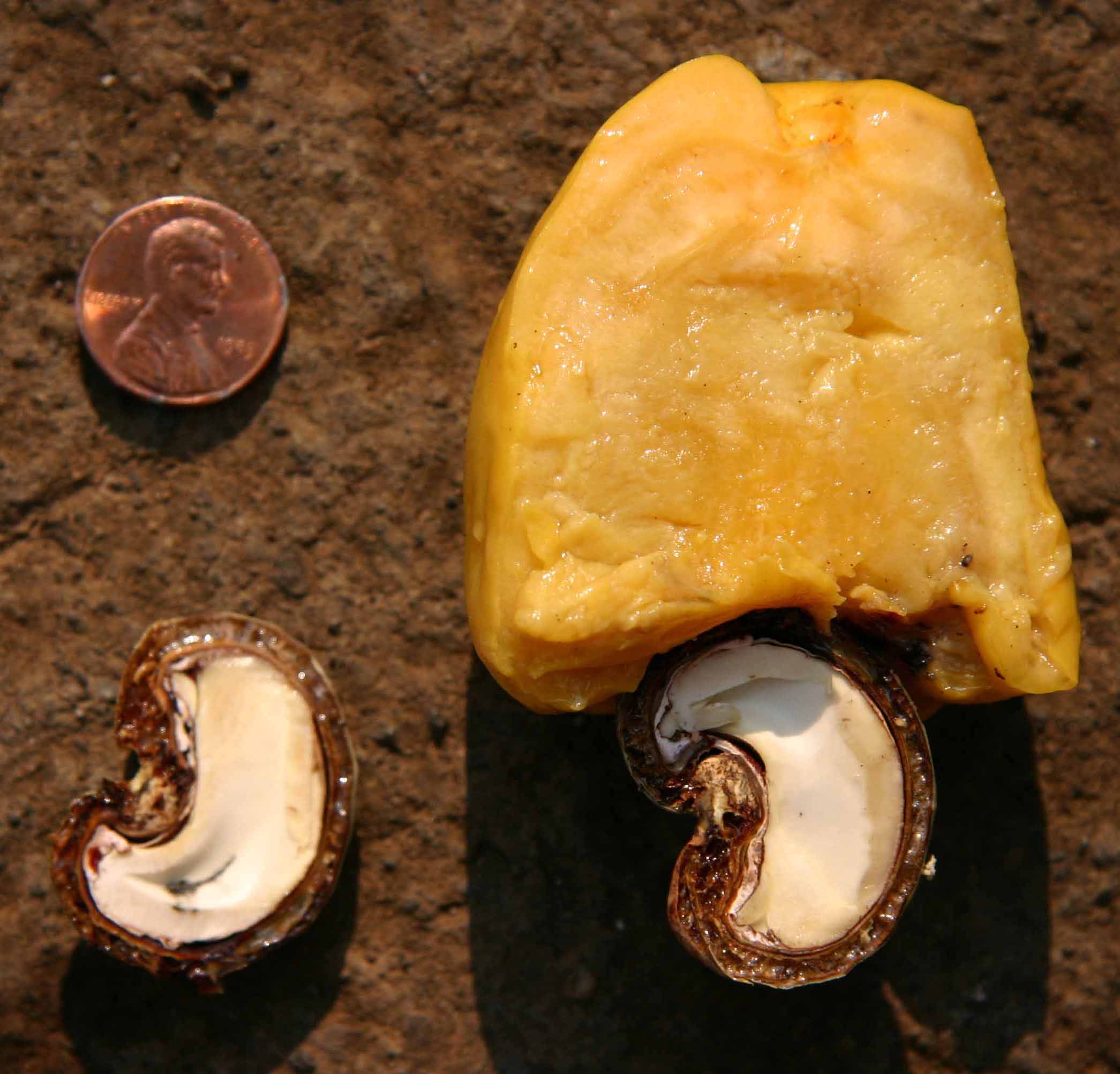 Anacardium occidentale Anacardium occidentale