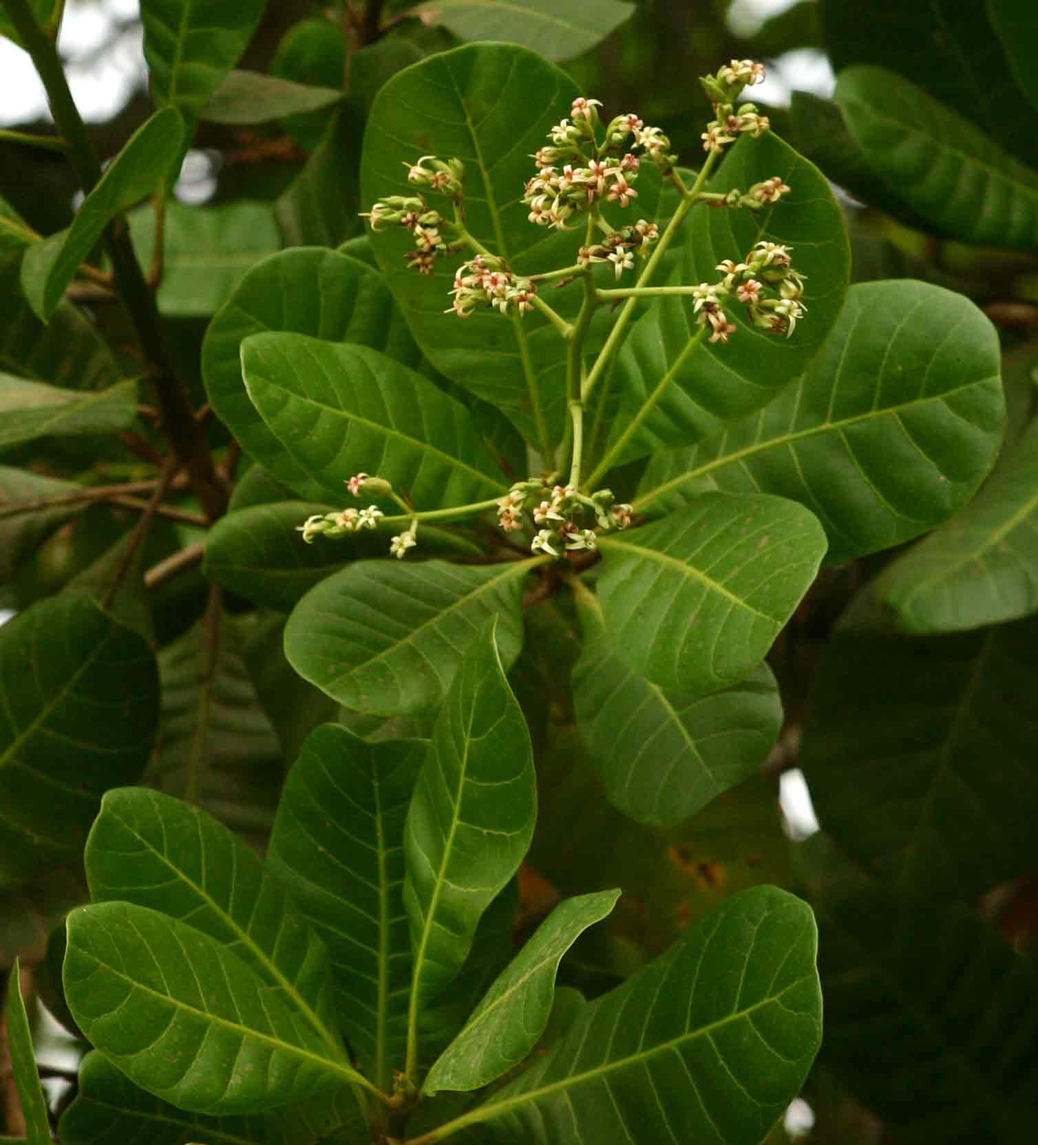 Anacardium occidentale Anacardium occidentale