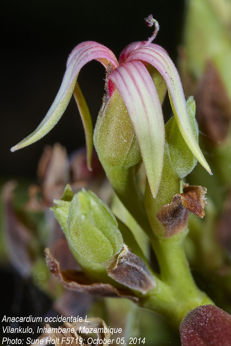 Anacardium occidentale Anacardium occidentale