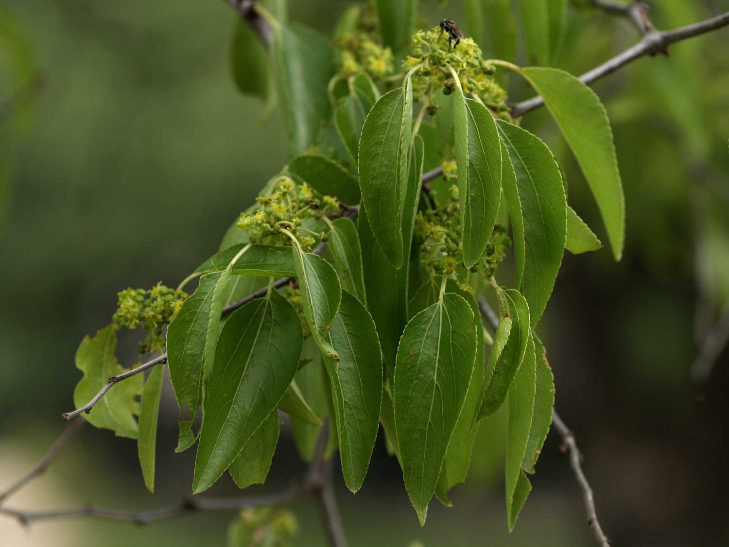 Ziziphus mucronata Ziziphus mucronata