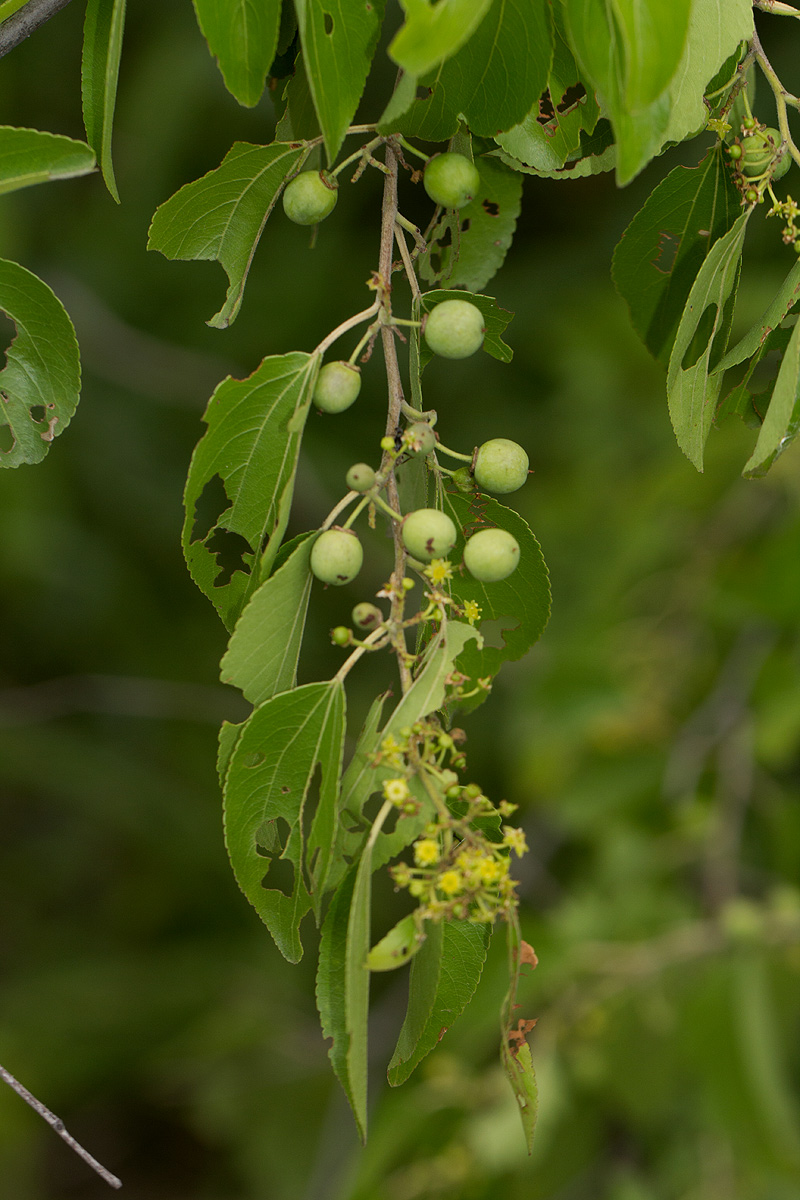 Ziziphus mucronata Ziziphus mucronata