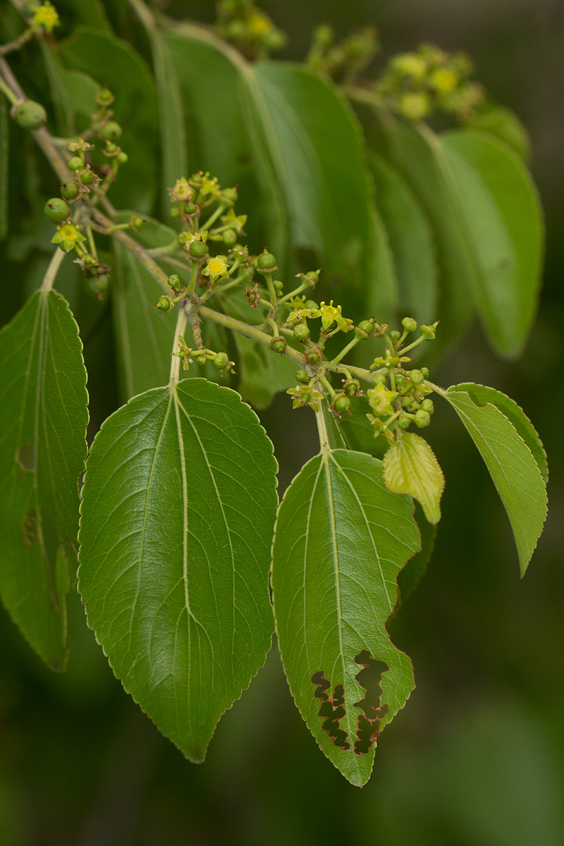 Ziziphus mucronata Ziziphus mucronata