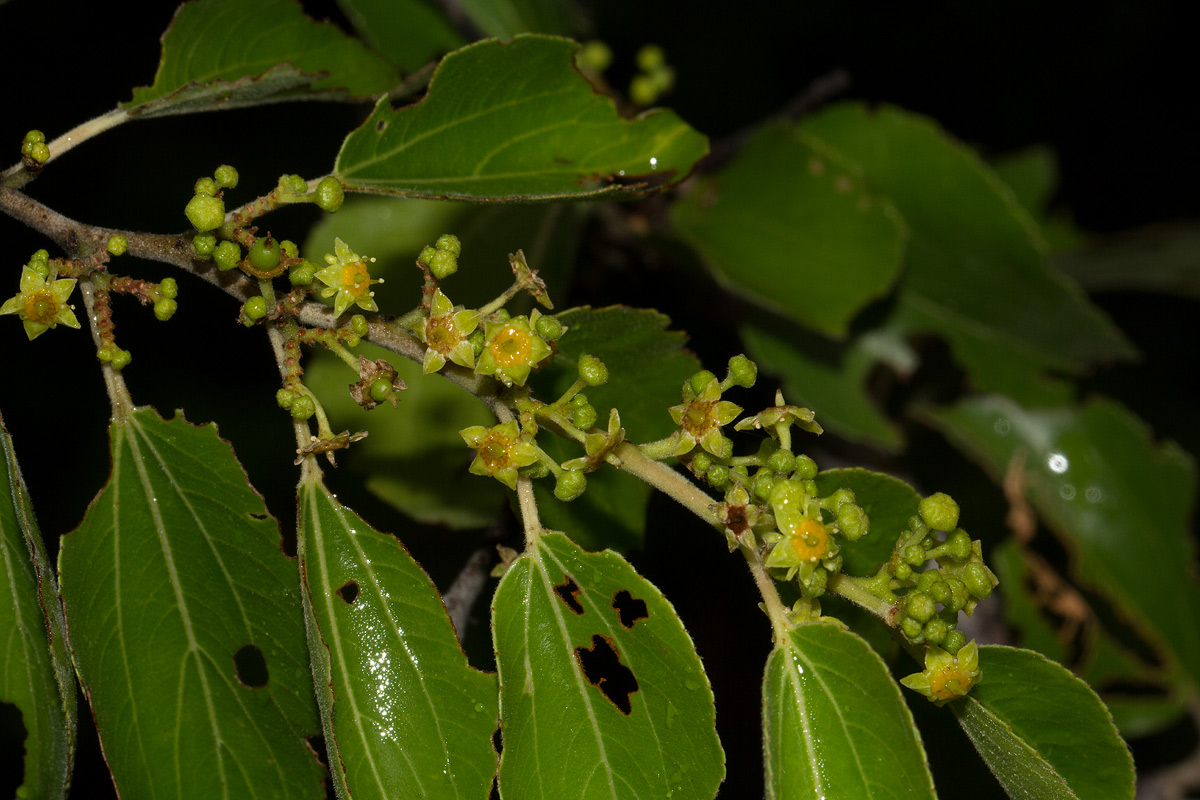 Ziziphus mucronata Ziziphus mucronata