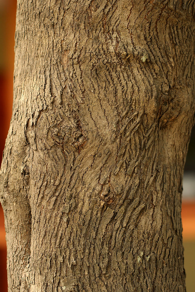 Ziziphus mucronata Ziziphus mucronata