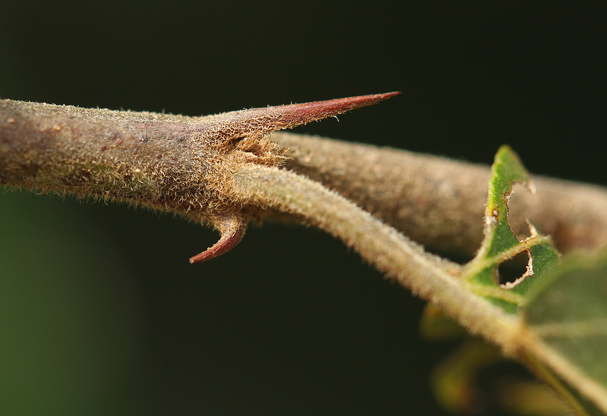 Ziziphus mucronata Ziziphus mucronata
