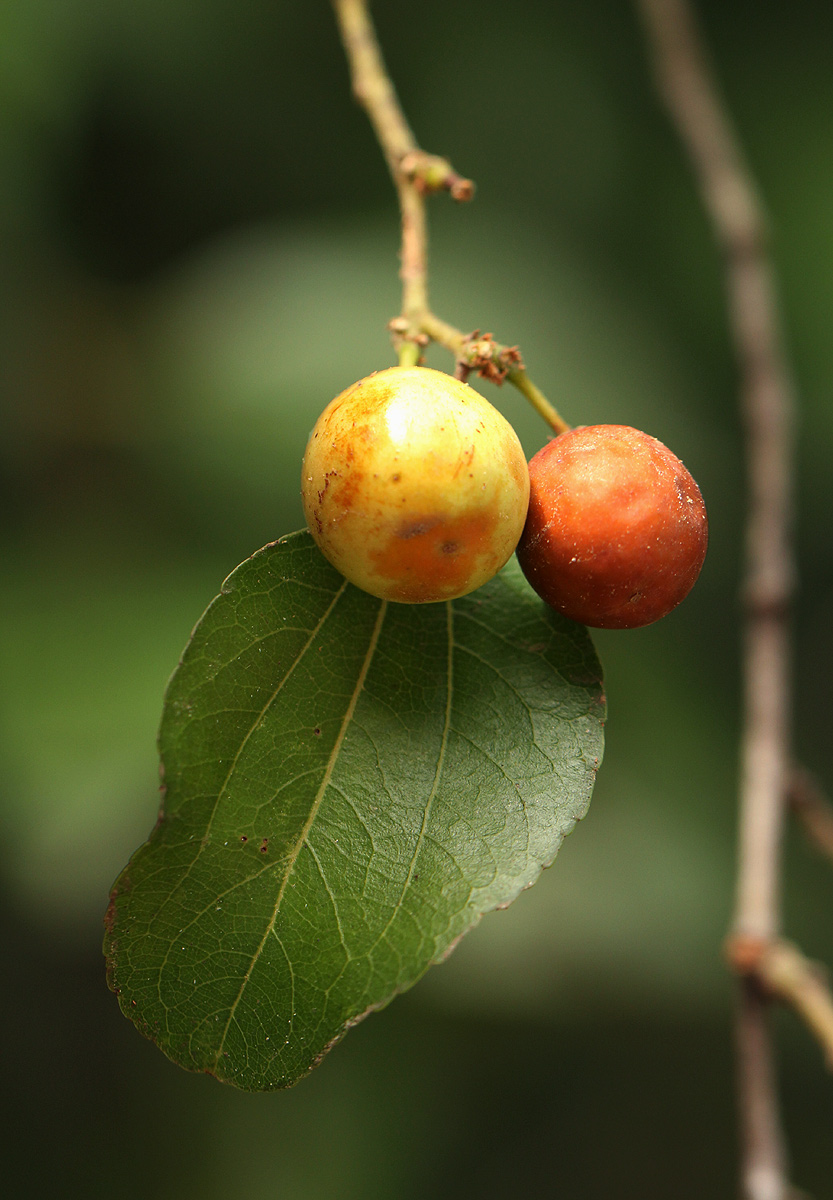 Ziziphus mucronata Ziziphus mucronata