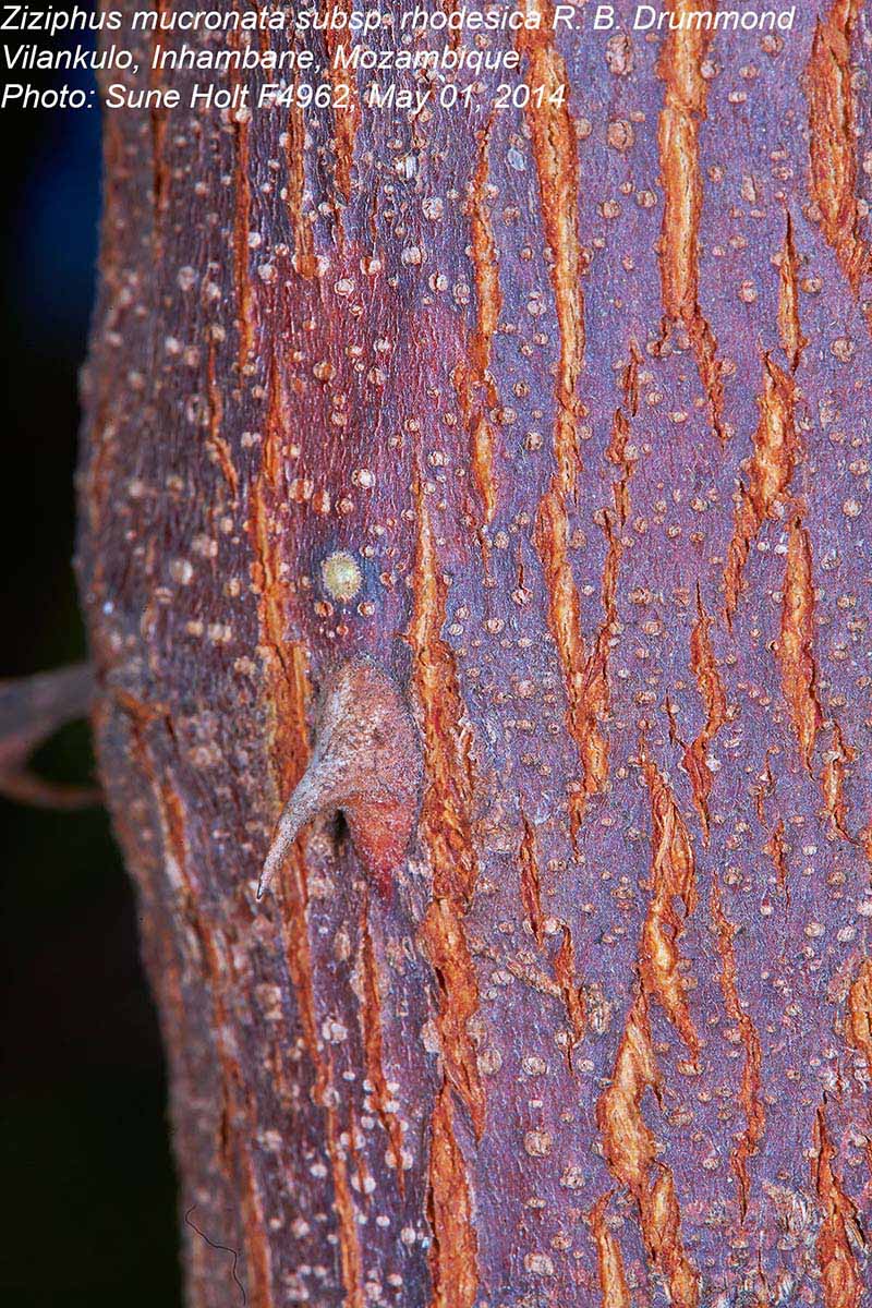 Ziziphus mucronata Ziziphus mucronata