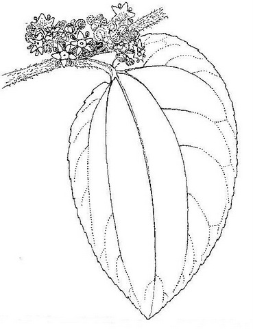 Ziziphus mucronata Ziziphus mucronata