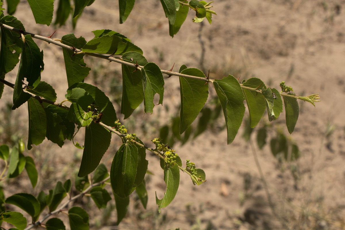 Ziziphus mucronata Ziziphus mucronata