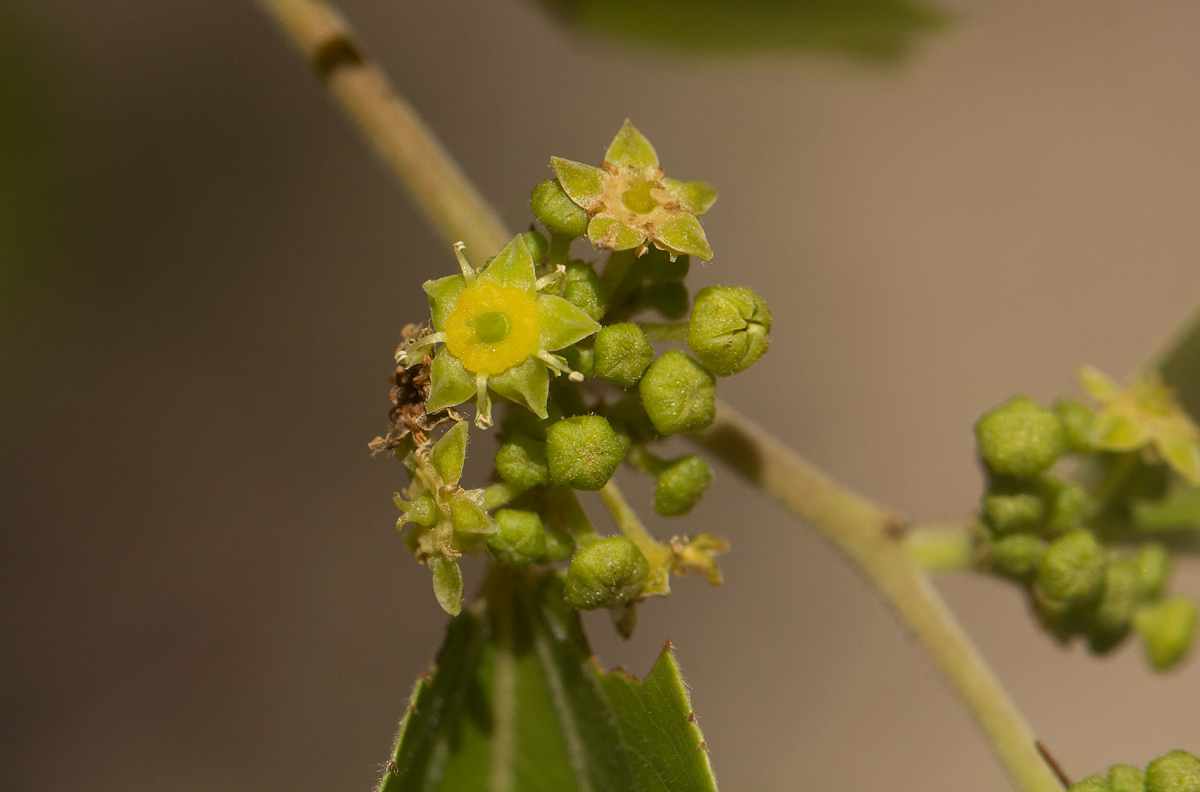 Ziziphus mucronata Ziziphus mucronata