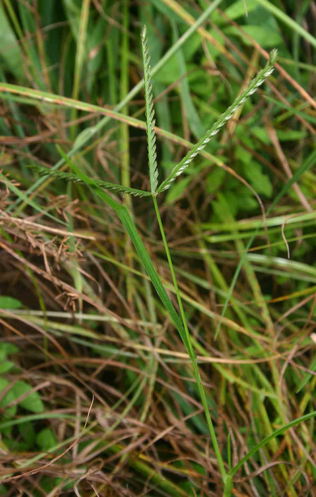Eleusine africana Eleusine africana