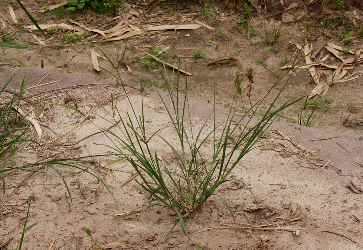 Eleusine indica