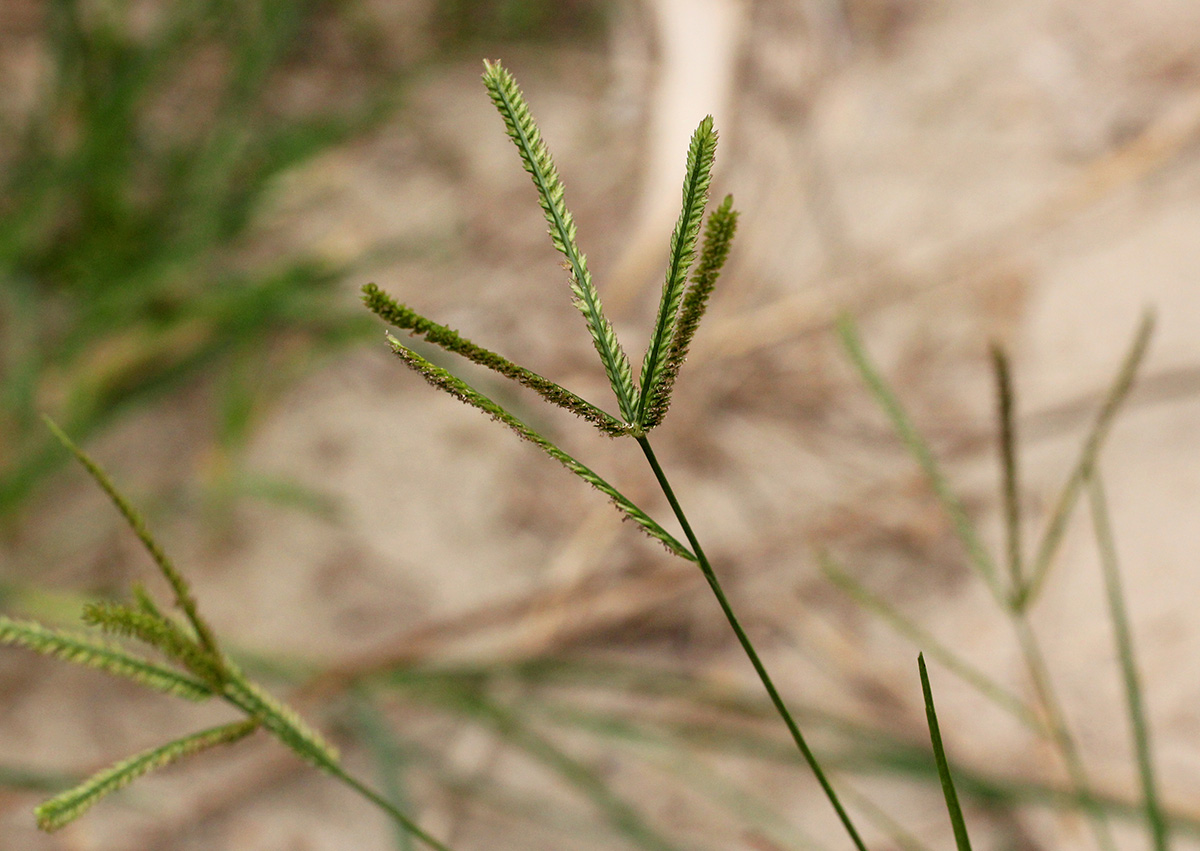 Eleusine indica