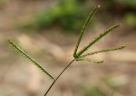 Eleusine indica