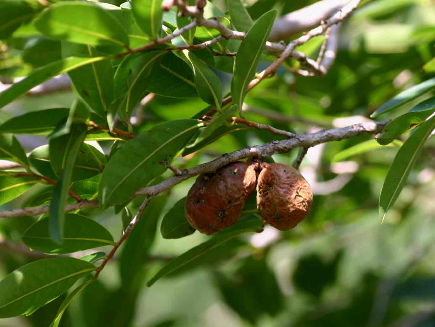 Hexalobus monopetalus Hexalobus monopetalus