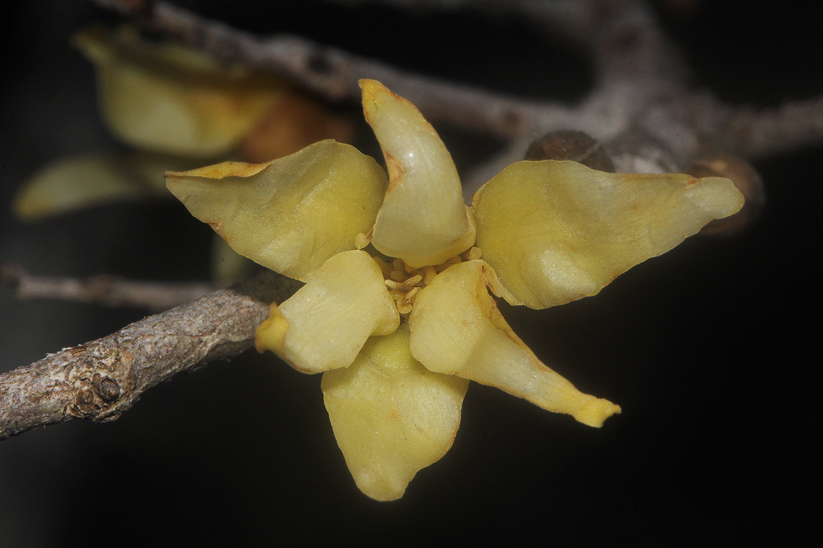 Hexalobus monopetalus Hexalobus monopetalus