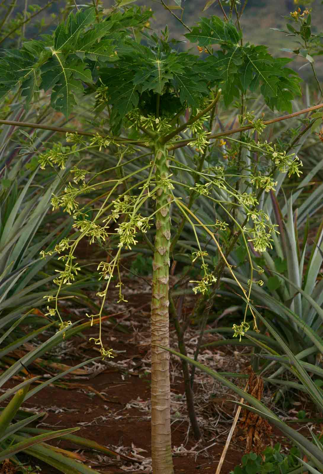 Carica papaya Carica papaya