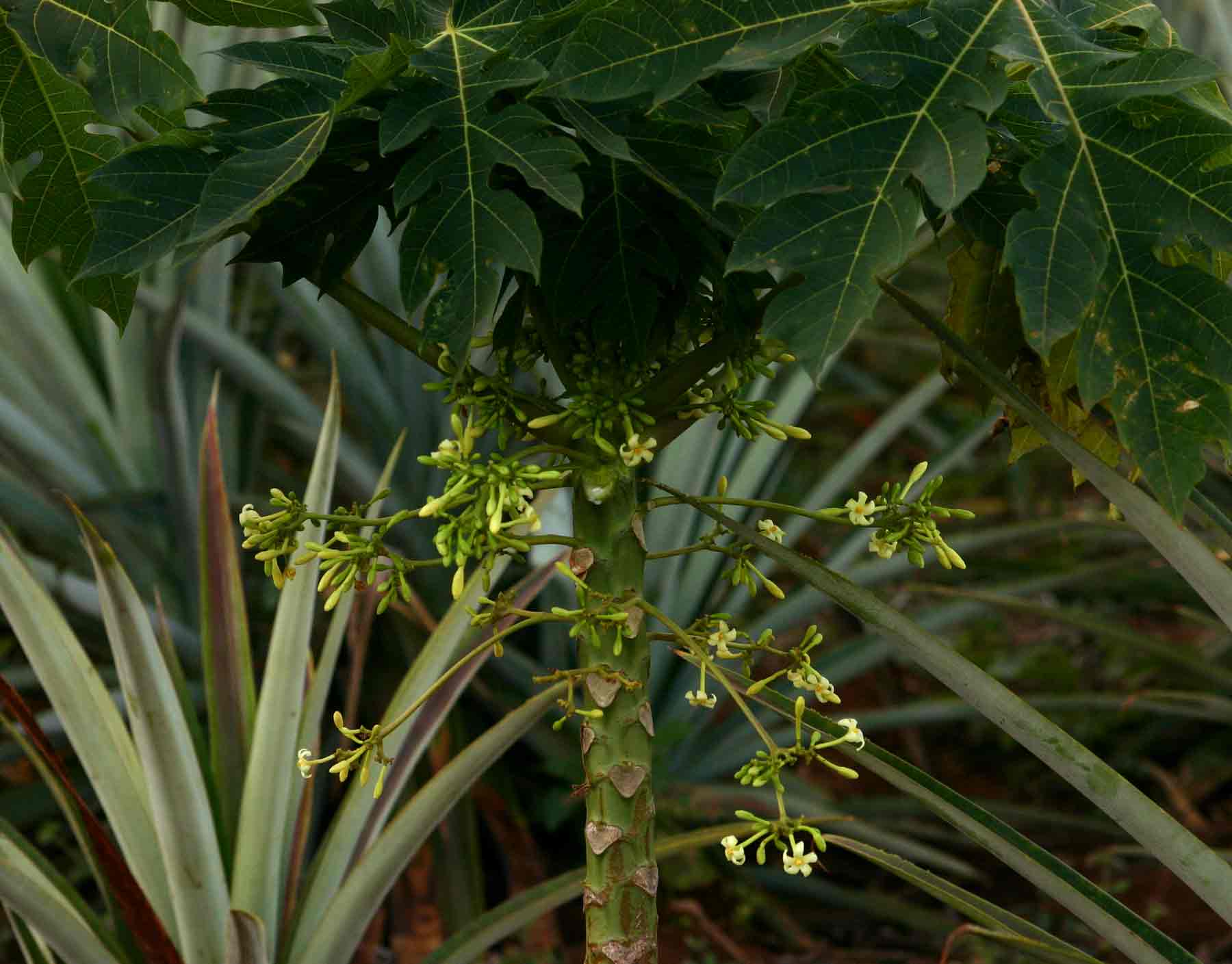Carica papaya Carica papaya
