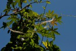 Anredera cordifolia