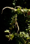 Anredera cordifolia