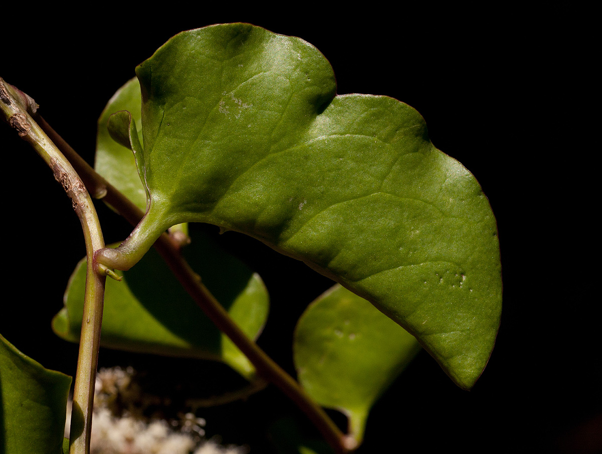 Anredera cordifolia Anredera cordifolia