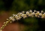 Anredera cordifolia