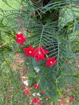 Ipomoea quamoclit