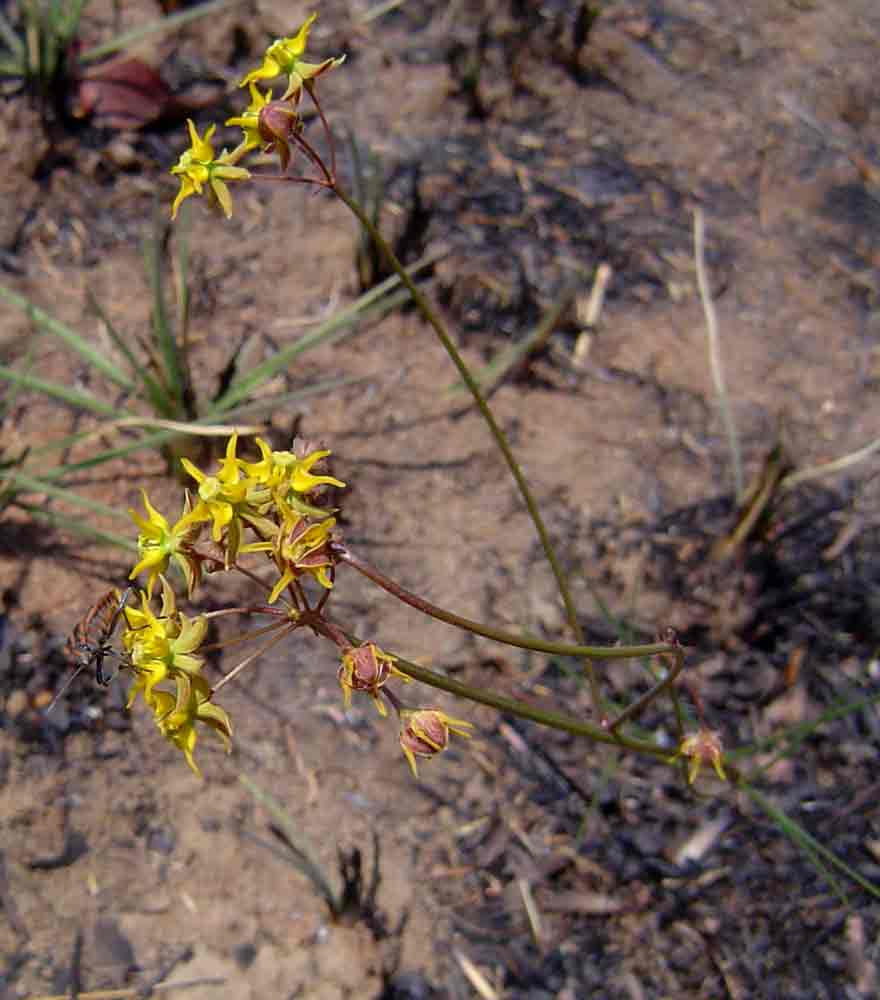 Asclepias aurea Asclepias aurea