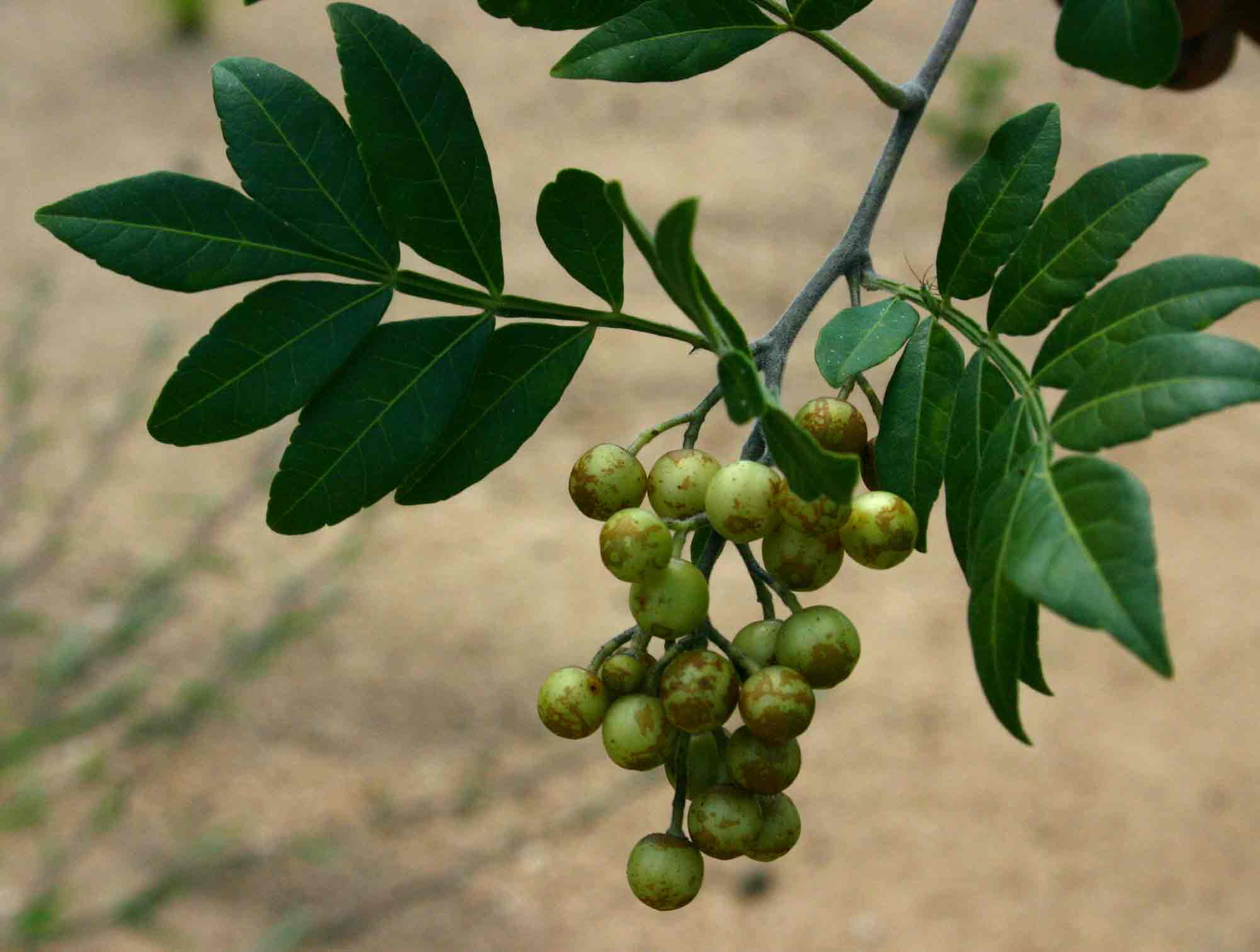 Harrisonia abyssinica Harrisonia abyssinica