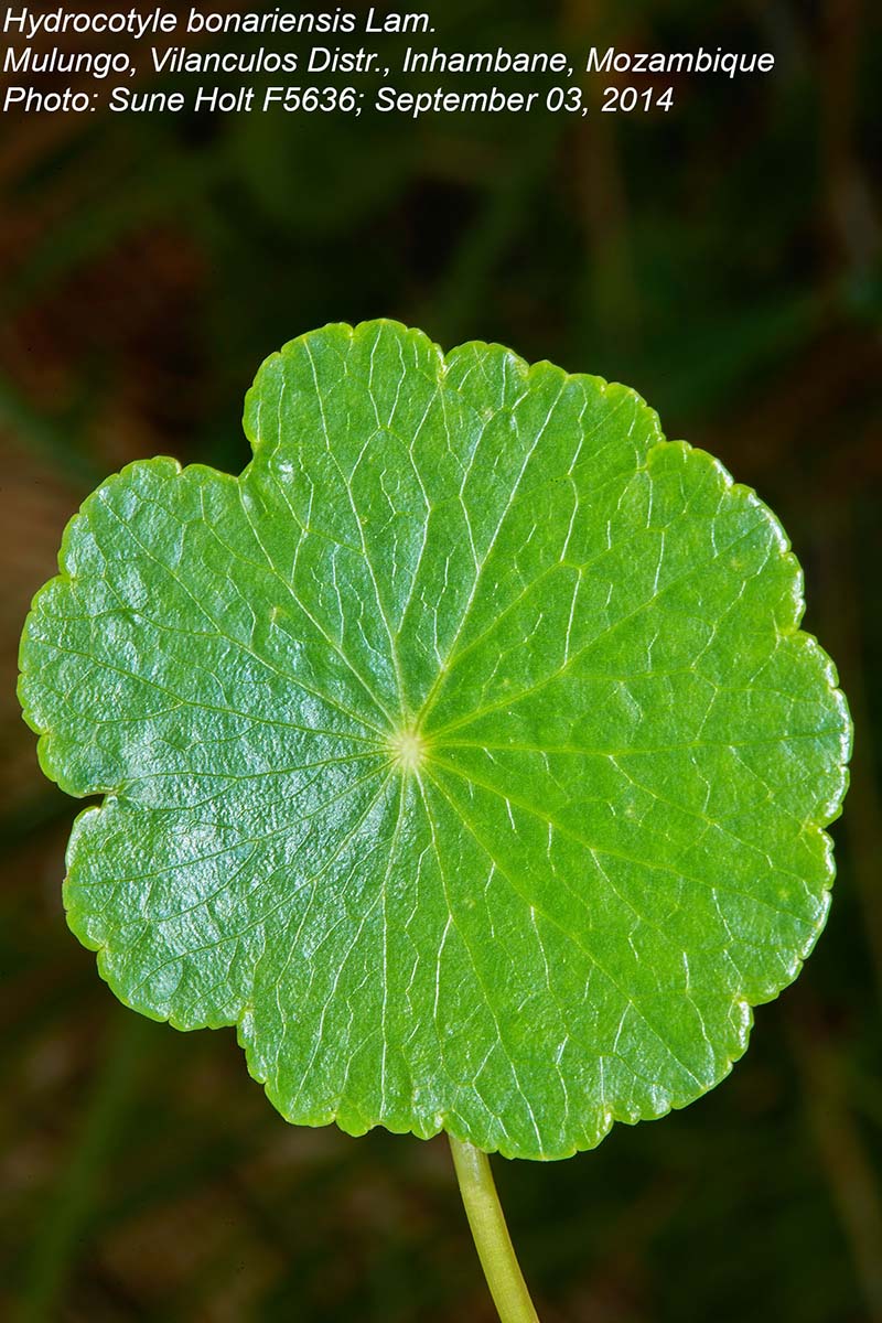 Hydrocotyle bonariensis Hydrocotyle bonariensis