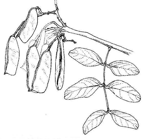 Julbernardia paniculata Julbernardia paniculata