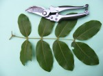 Julbernardia paniculata