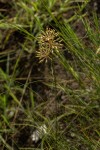 Xysmalobium holubii