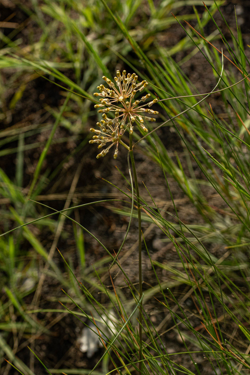 Xysmalobium holubii Xysmalobium holubii