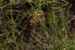 Xysmalobium holubii