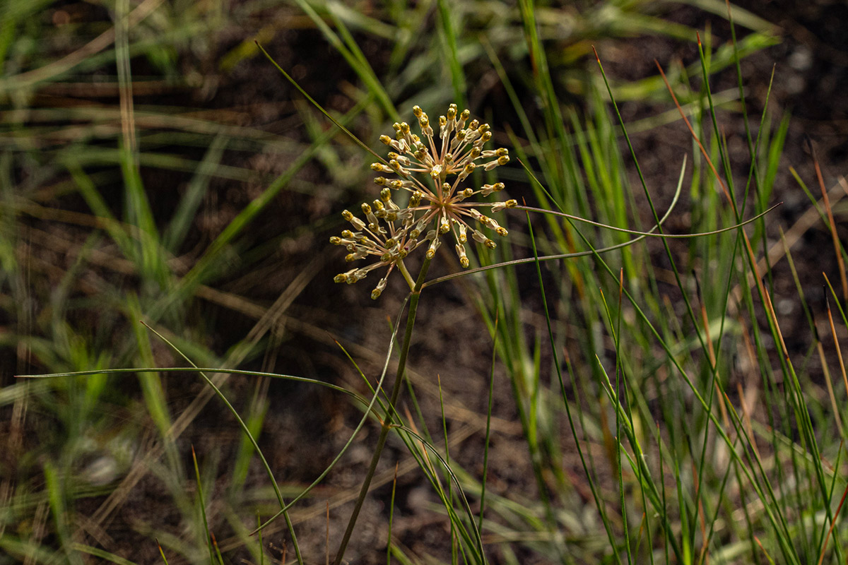 Xysmalobium holubii Xysmalobium holubii