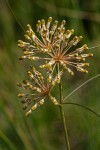 Xysmalobium holubii