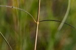 Xysmalobium holubii
