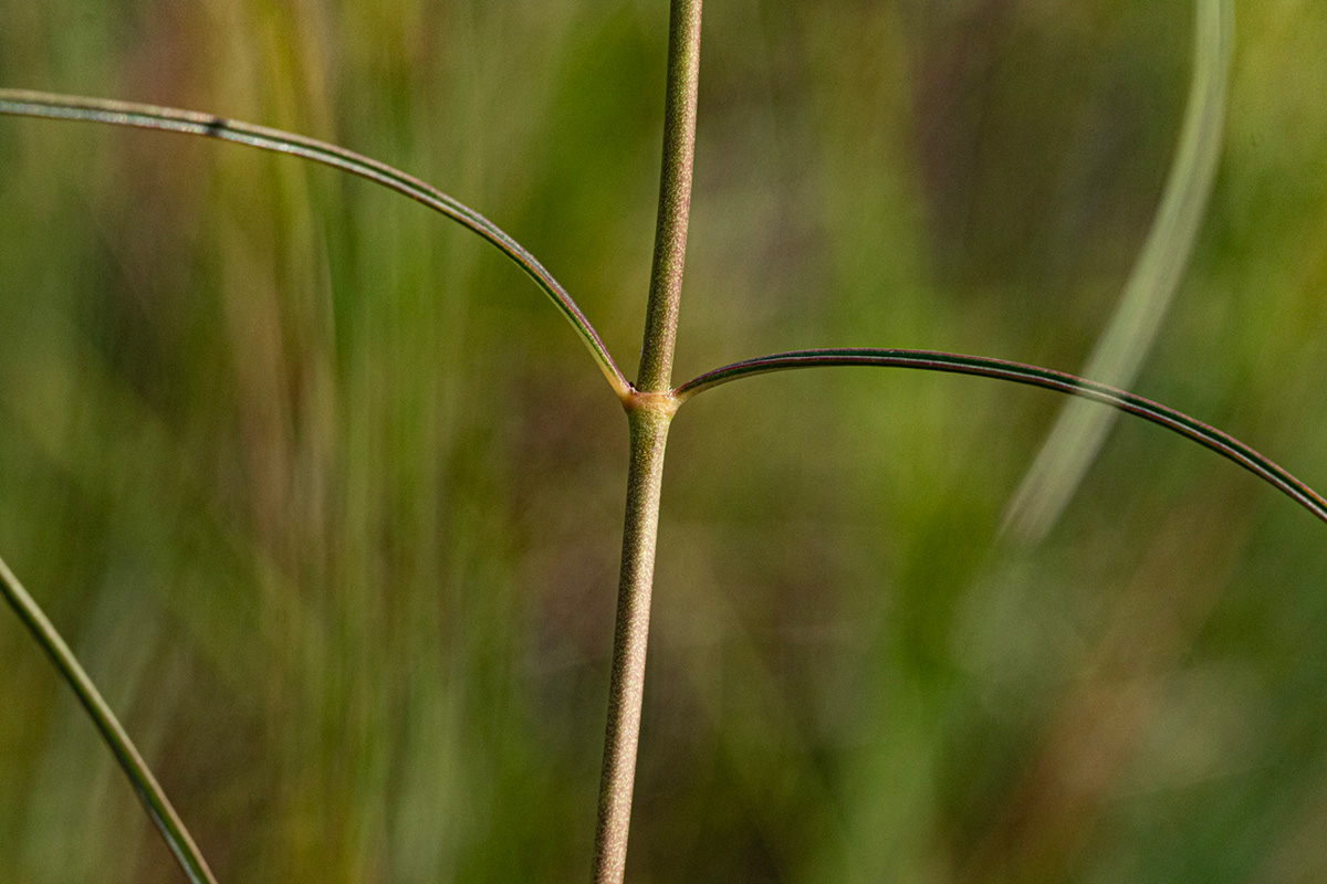 Xysmalobium holubii Xysmalobium holubii