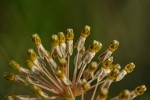 Xysmalobium holubii